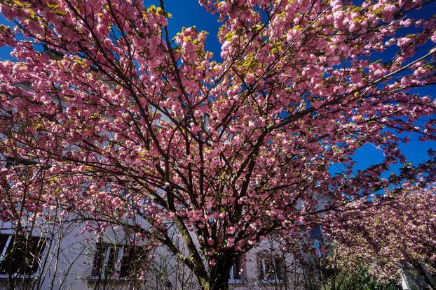 Zagreb: Rascvjetala stabla u Šulekovoj ulici, najljepšoj ulici u gradu