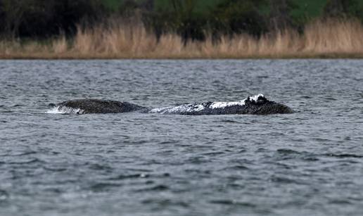 Spa&scaron;avanje kita Timmyja: Vre&cacute;e s pijeskom su spremne, kopaju mu kanal od 100 metara