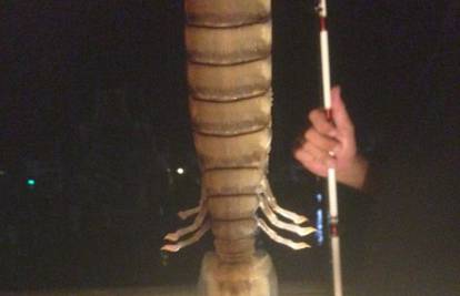 Morska neman: Lovili ribu, a ulovili raka dugog pola metra