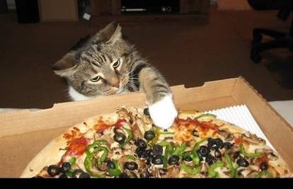 Ništa im nije sveto: Male mace kradu pizzu da bi omastile brk