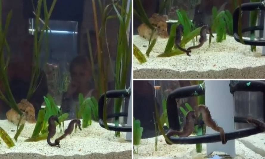 Rijetki prizori iz Pule: 'Znate što slijedi nakon ovog plesa...'