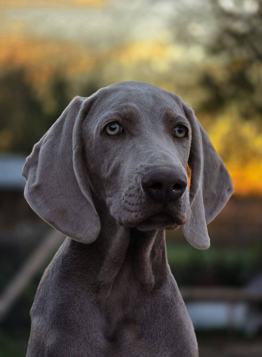 Ova fotografija nije AI, to su tri sestrice jantarnih očiju iz Siska!