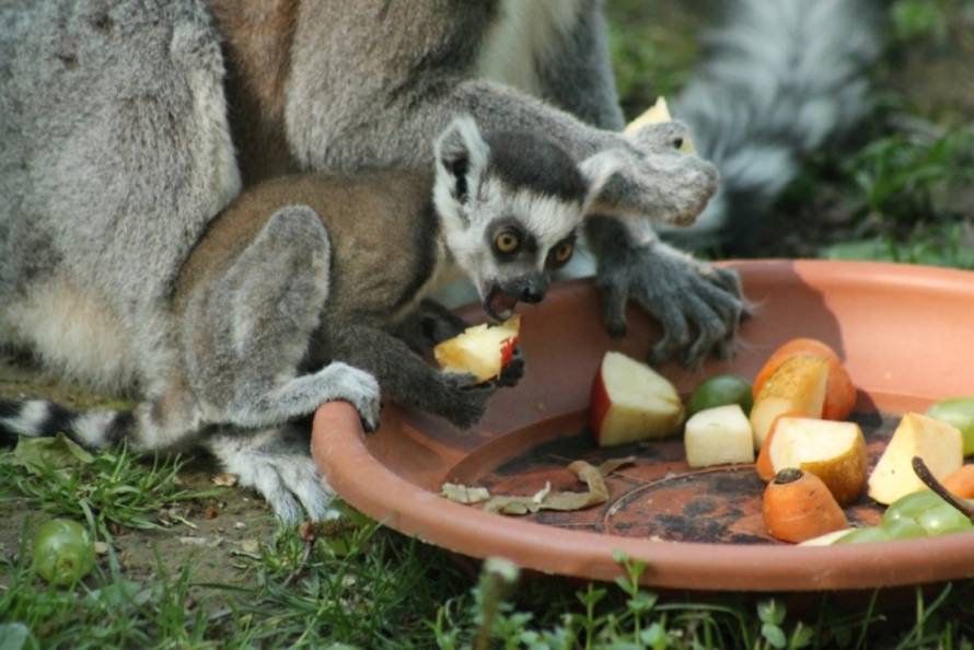 Zoološki vrt grada Zagreba