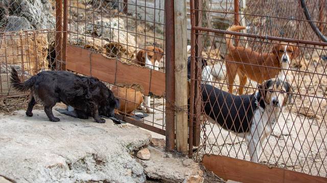 Dubrovnik: Orkanska bura uništila sklonište za zaštitu životinja 