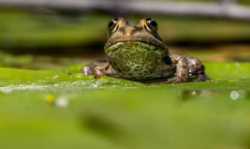 FOTO Pogledajte očaravajuće slike prirode na jezeru Savica