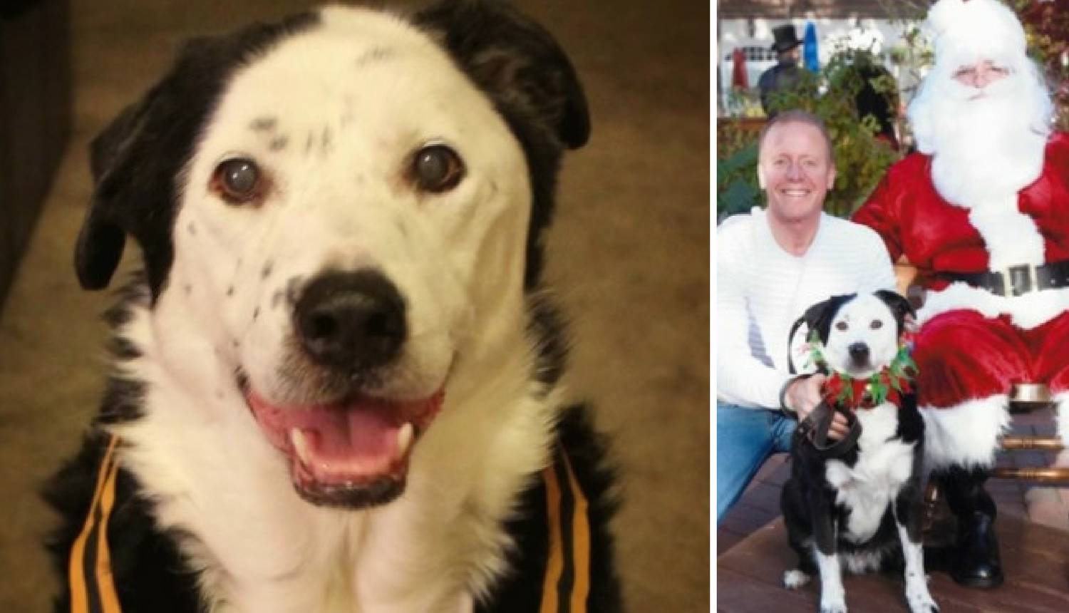 Davali su mu 5 godina života, uzeo je psa i dogodilo se čudo