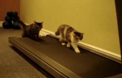 Dvije umiljate mačke igraju se na traci za trčanje