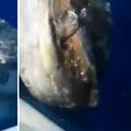 Ribar u more vratio ribu tešku 200 kila: 'Ma neka živi beštija'