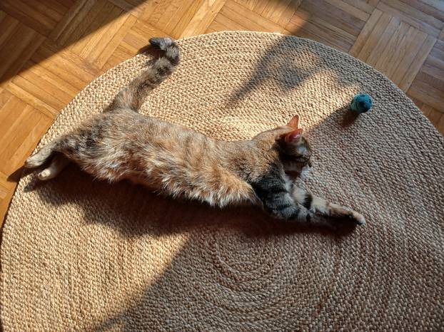 SUPER FOTKE vaših ljubimaca! Neki bi mogli biti viralni hit, ali svi su jednostavno neodoljivi