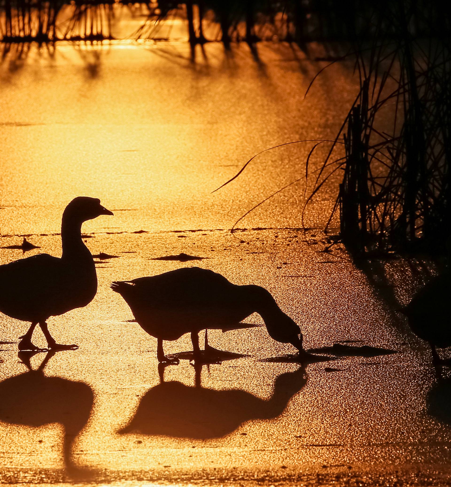 Geese are seen silhouetted against the setting sun at a lake in the village of Peremoha