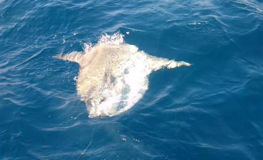 Kod Rogoznice uhvatili ribu od 300 kg, pa je vratili u more