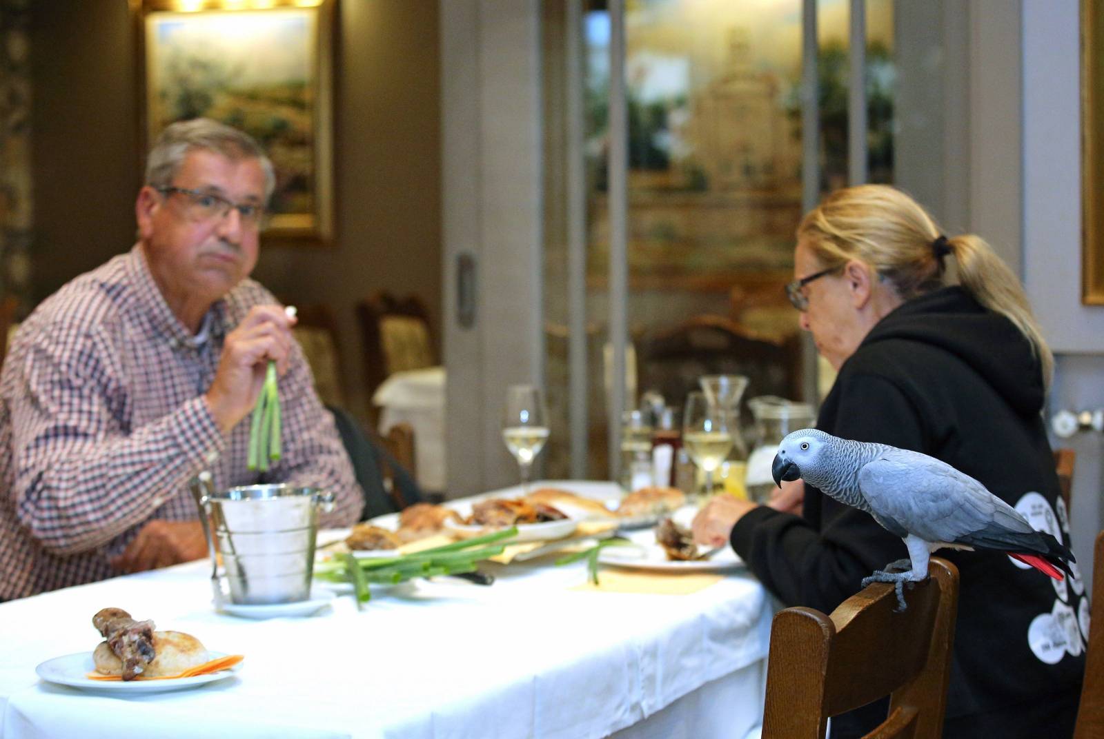 Šibenik: Restoran u kojem papagaj Koko uživa u janjetini s gostima