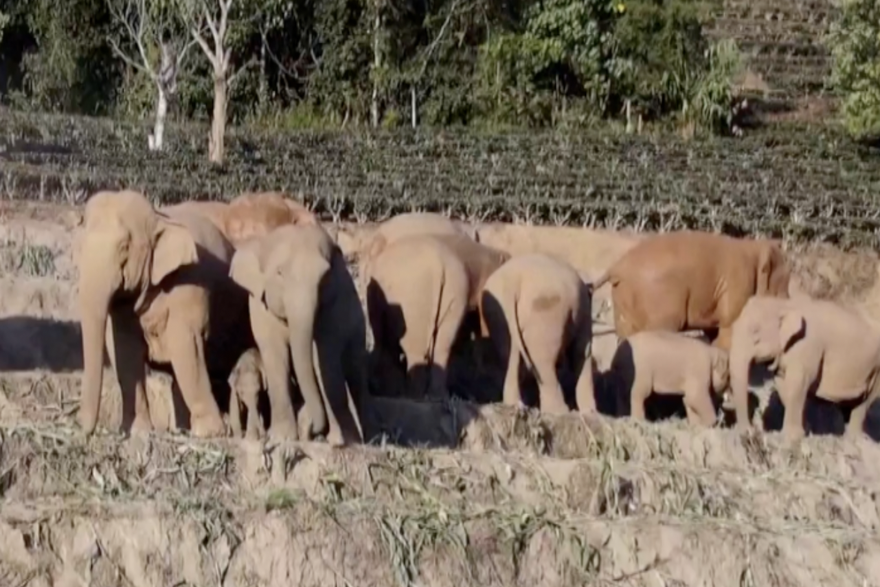 Divlji slonovi uživaju u obroku u "kantini" u Yunnanu