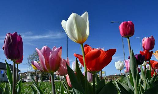 FOTO Slavonski Brod u cvjetnoj &ccaron;aroliji: Tulipani krase gradske parkove