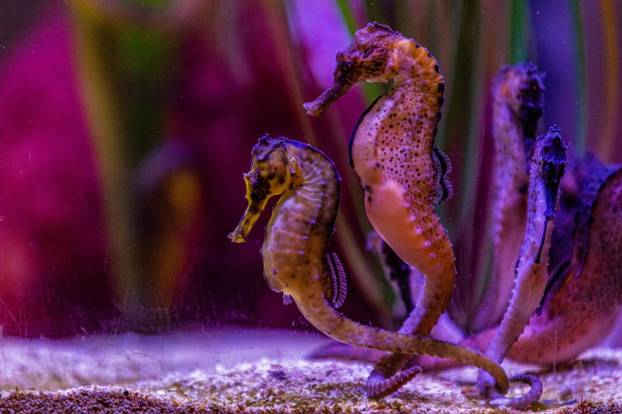 U Pulski aquarium iz Njemačke je stiglo čak 20 morskih konjica
