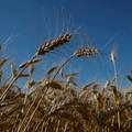 Moskva optužila zapad da priječi izvoz žitarica iz Ukrajine
