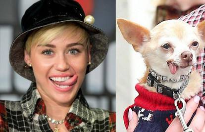 Pokrenula je trend: Čak i pas plazi jezik poput Miley Cyrus