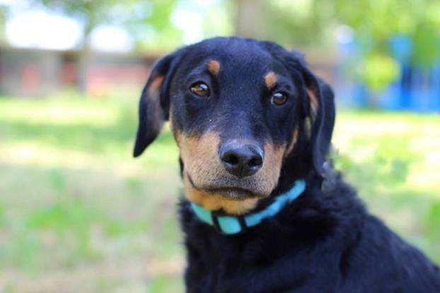 FOTO Ovi preslatki psići u Noinoj Arci čekaju samo vas da ih udomite