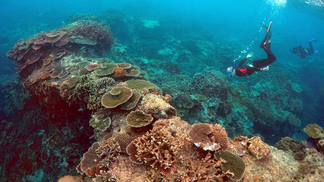 Peter Gash, owner and manager of the Lady Elliot Island Eco Resort, snorkels during an inspection of the reef's condition in an area called the 'Coral Gardens' located at Lady Elliot Island and north-east from the town of Bundaberg in Queensland