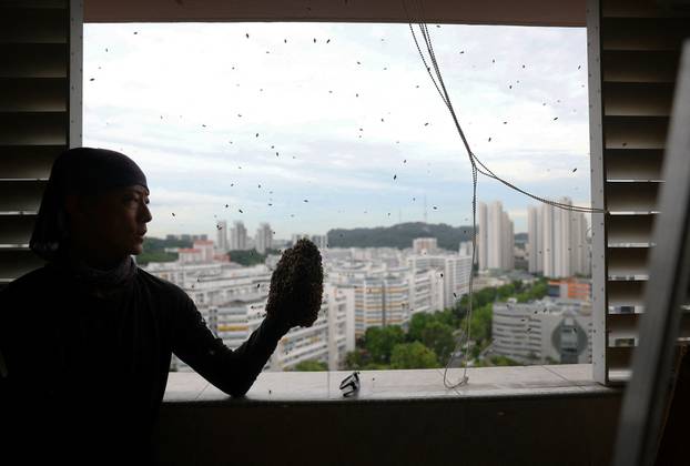 Bee rescuer Clarence Chua, holds on to a test tube containing a queen bee, as he collects stray bees around his bare hand after a bee nest removal in a public housing apartment in Singapore