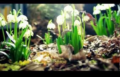 Cvijeće će oživjeti pred vašim očima u time-lapse videu...