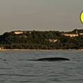 Spektakularna snimka! Velik kit izronio kod Pule: 'Ovo je prvi put da vidim kita. Ogroman je'