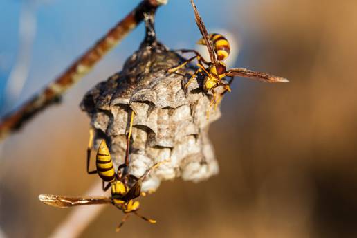 Smislila je kako se zauvijek riješiti najezde stršljena na terasi - bez pesticida i otrova