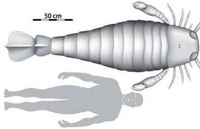 Pronađeni ostaci škorpiona koji je bio veći od čovjeka