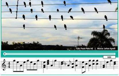 Ptice skladaju melodiju sjedeći na vodovima struje