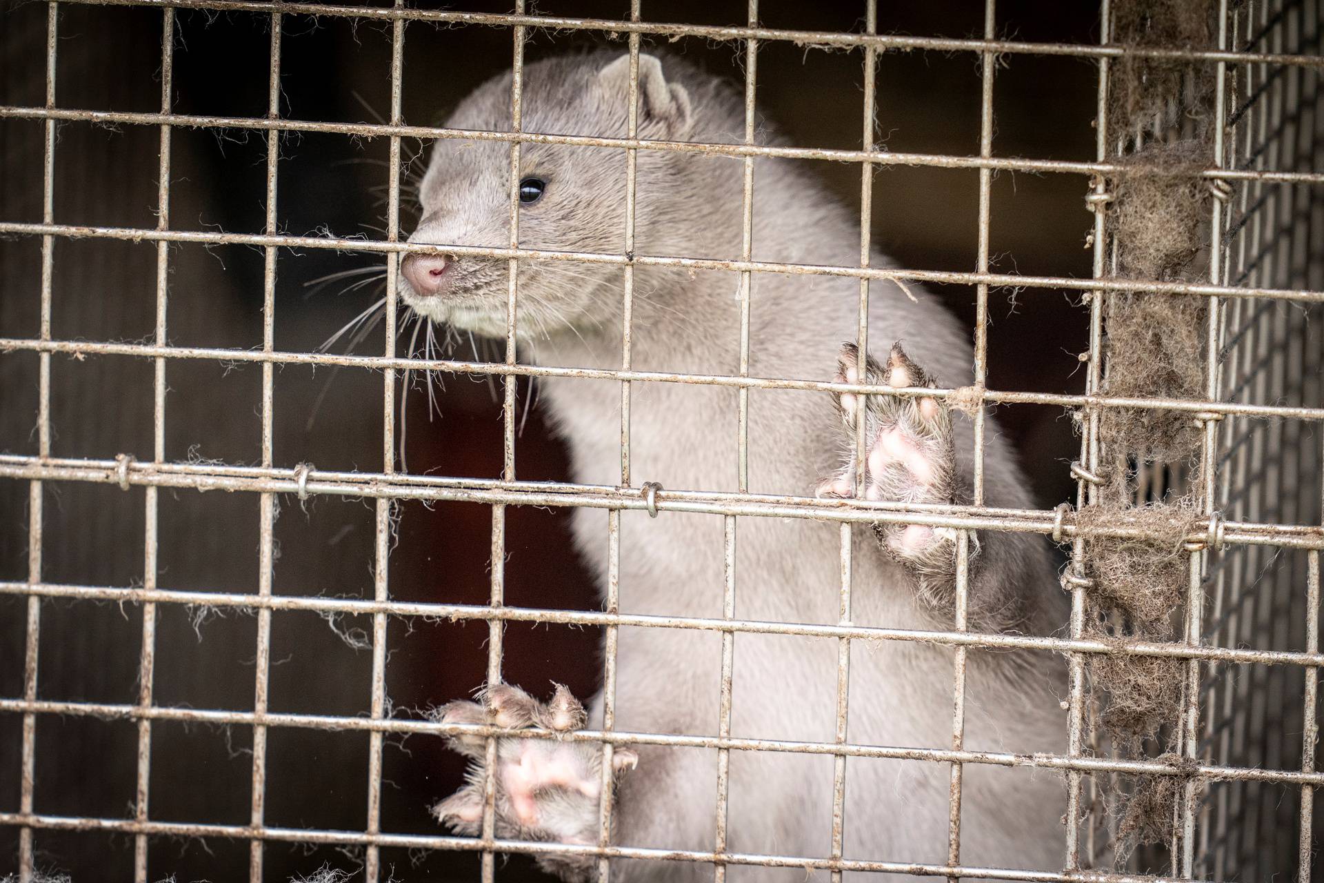 A caged mink looks on, amid the coronavirus disease (COVID-19) outbreak, at a mink farm in Hjoerring in North Jutland