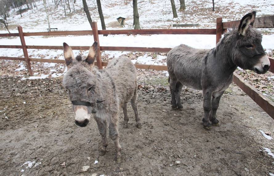 Željko Lukunić/Pixsell