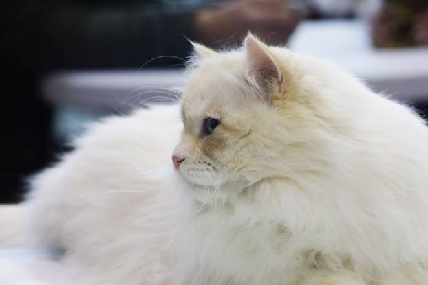 Rijeka: Međunarodna izložba mačaka