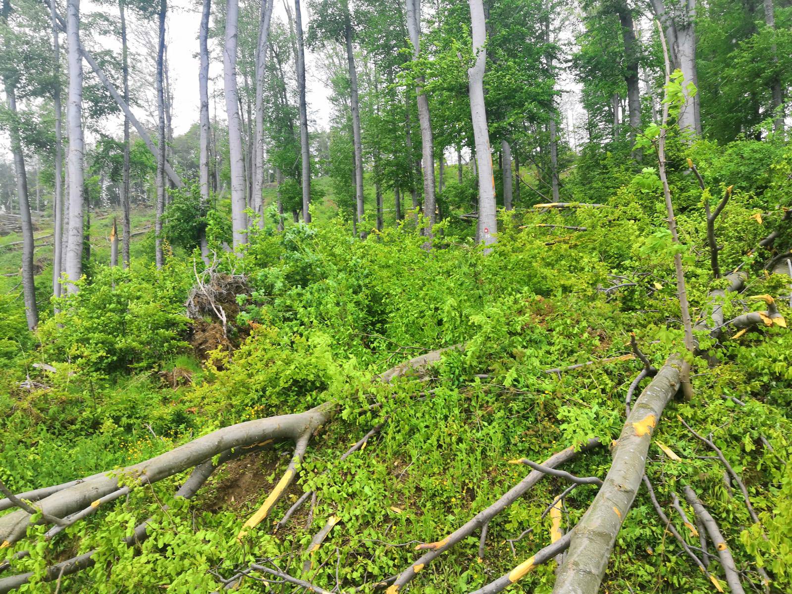 Prizor katastrofe: Oluja srušila stotine stabala na Medvednici