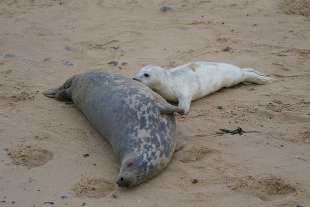 Po?inje sezona mladunaca tuljana u Norfolku