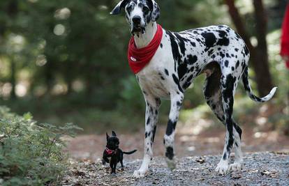 Najviši i najmanji pas postali veliki prijatelji
