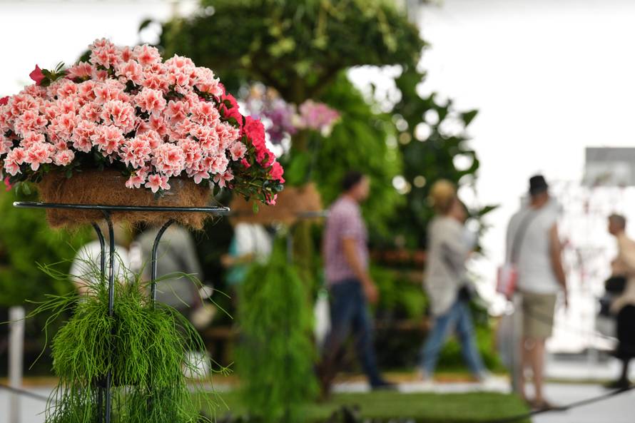 Floraart: Sadnice cvijeća od 2 kune, a za 25 mini vrt u posudi