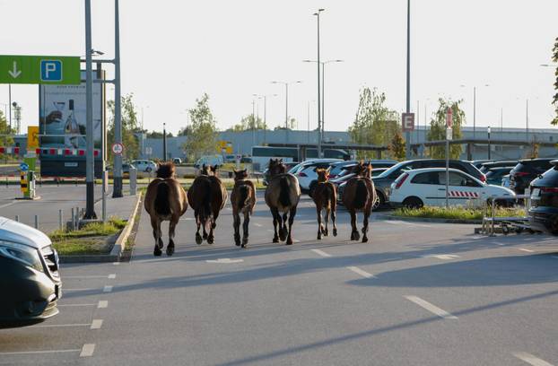 Zagreb: Konji nepoznatog vlasnika slobodno šetaju parkiralištem Zračne luke Franjo Tuđman, intervenirala policija