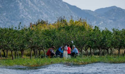 VIDEO Berba mandarina u dolini Neretve: Na imanju Petra čak tri generacije sudjeluju u berbi