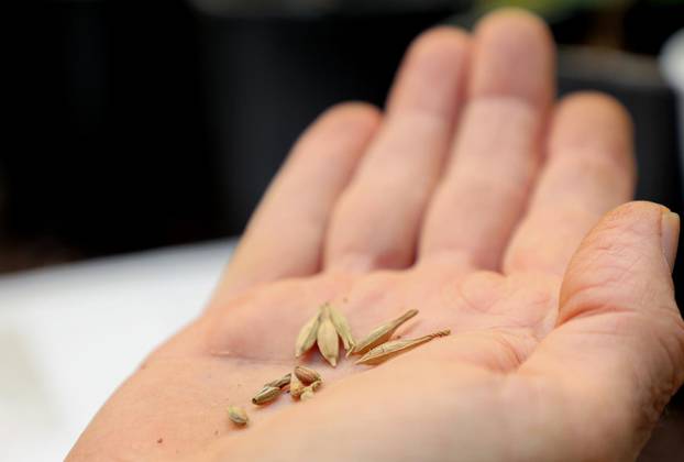 Split: Denis Bojčić, kolekcionar bugenvila