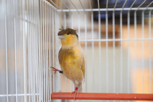 Zagreb: Njema?ki kukmasti kanarinac