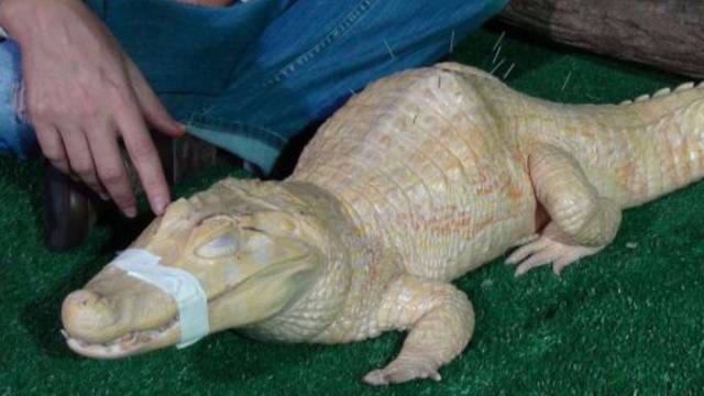 Albino aligator Bino zbog bolova ide na akunpukturu