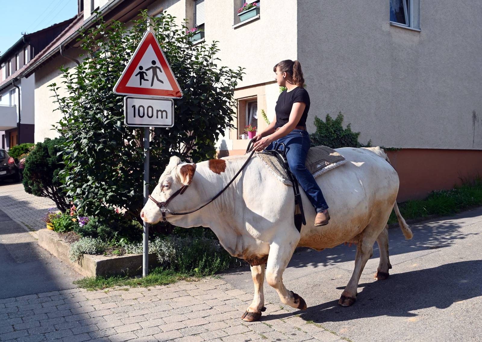 Mounted cow