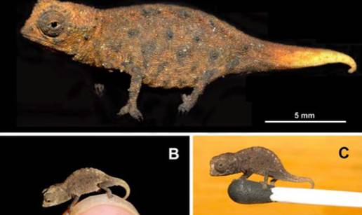 Otkrili mini kameleone: Nove vrste velike su baš kao i muhe