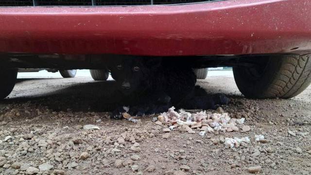 Kujica s tek rođenim štencima skrivala se ispod auta. Dva su uginula. Ostale su sve spasili