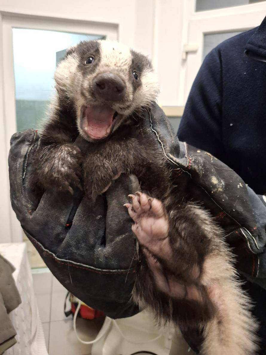 FOTO ZOO Zagreb spasio život malom jazavcu: 'Slatka zvjerka ispija mlijeko iz bočice na eks!'