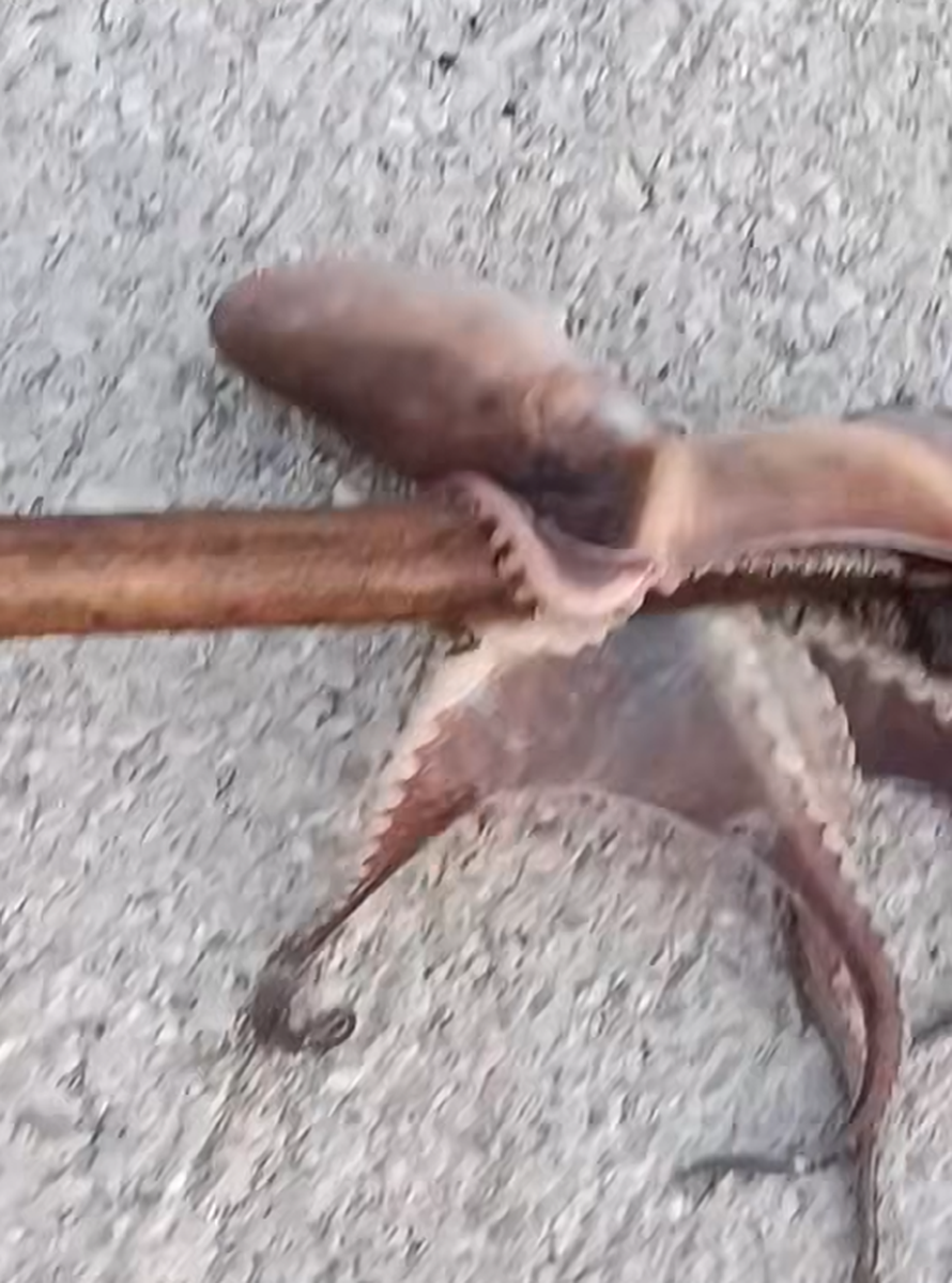 Nevjerojatna snimka iz Tisnog: Baka ostima lovila hobotnicu, a iza nje viri peraja morskog psa