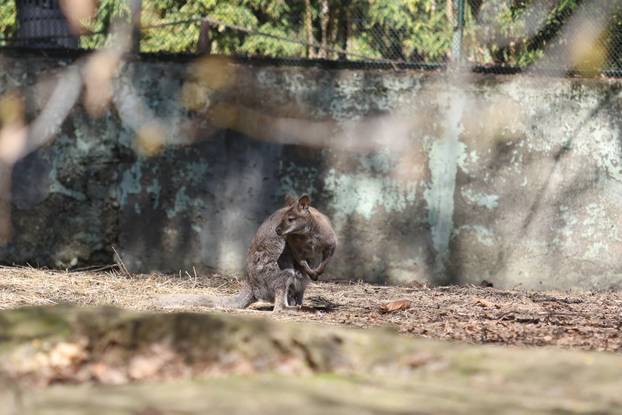 Osijek: Uskršnji ponedeljak u ZOO vrtu