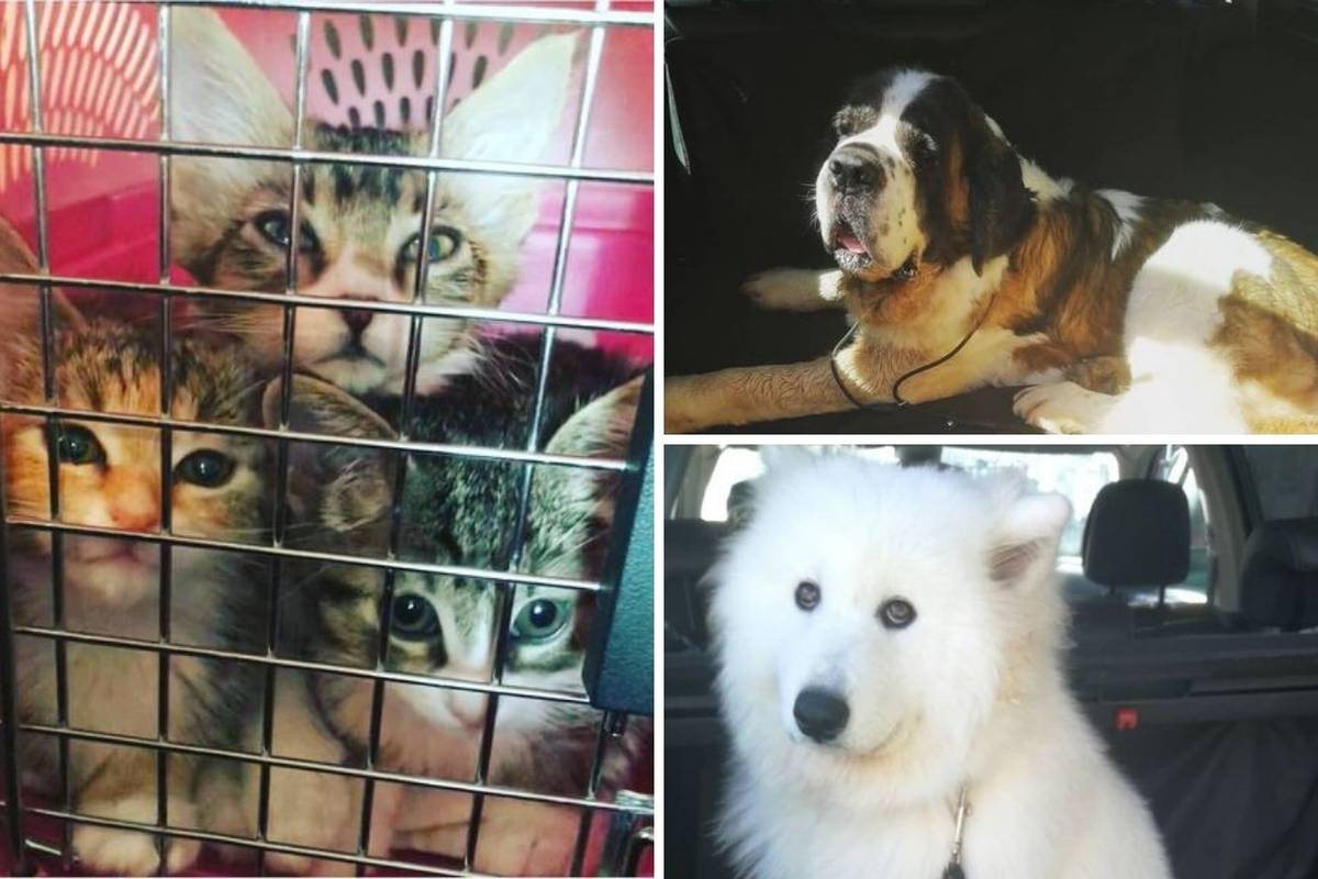 Jedini taksist za životinje u Banjoj Luci: 'Vozim ih po svuda, a kod veterinara besplatno'