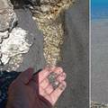 Nitko ne pamti ovakvu najezdu u Hrvatskoj: Ne, ovo nije asfalt, to su uginule mušice na moru!