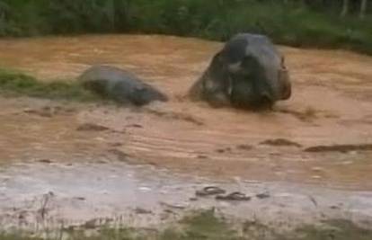 Indija: Ljudi su spašavali slonove od utapanja u bari